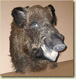 http://www.amr-museum.ru/russ/exibit/news2006/news897.jpg