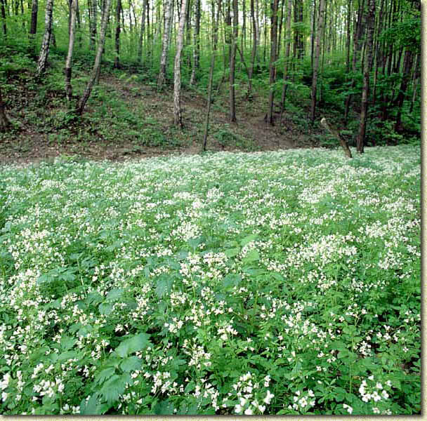 ����� ������. ���