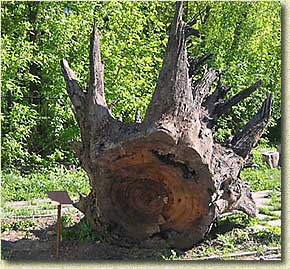 ���� ���� �������