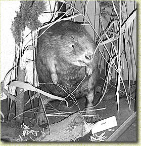 �������� �������� � �����