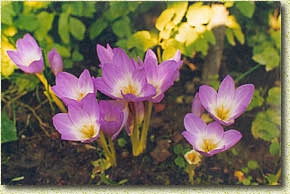 �������� ���������� ���� �������� �������� ����