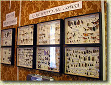 �������� "��������� � ��������-II". ����� ��������� INSECTA