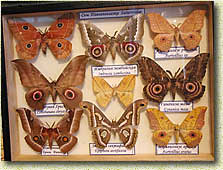 �������� "��������� � ��������-II". ��������� �������������