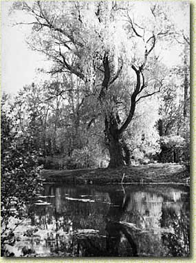 �������� ���������� �. �. �����������