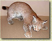 �� �������� ���������� ������