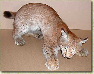 �� �������� ���������� ������