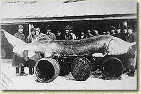   960 ,    ..    .  (. )  1921 .