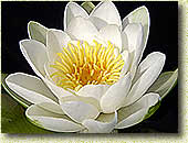 �������� �������� ���������. ��������