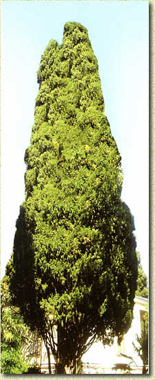 ���������� �������