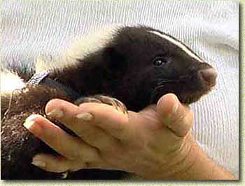 ����� ������� ����������� - ��������� �����