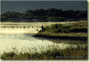 �.�. ���������. ������