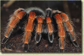 ������� ����